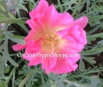 California Poppy 'Rose Chiffon'